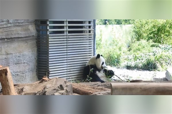 Çin’in dev panda nüfusu 1.900’e yaklaştı