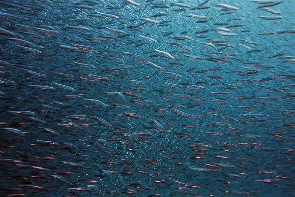 Demirbaş, TÜBİTAK 1512 Girişimcilik Destek Programı kapsamında destek aldı