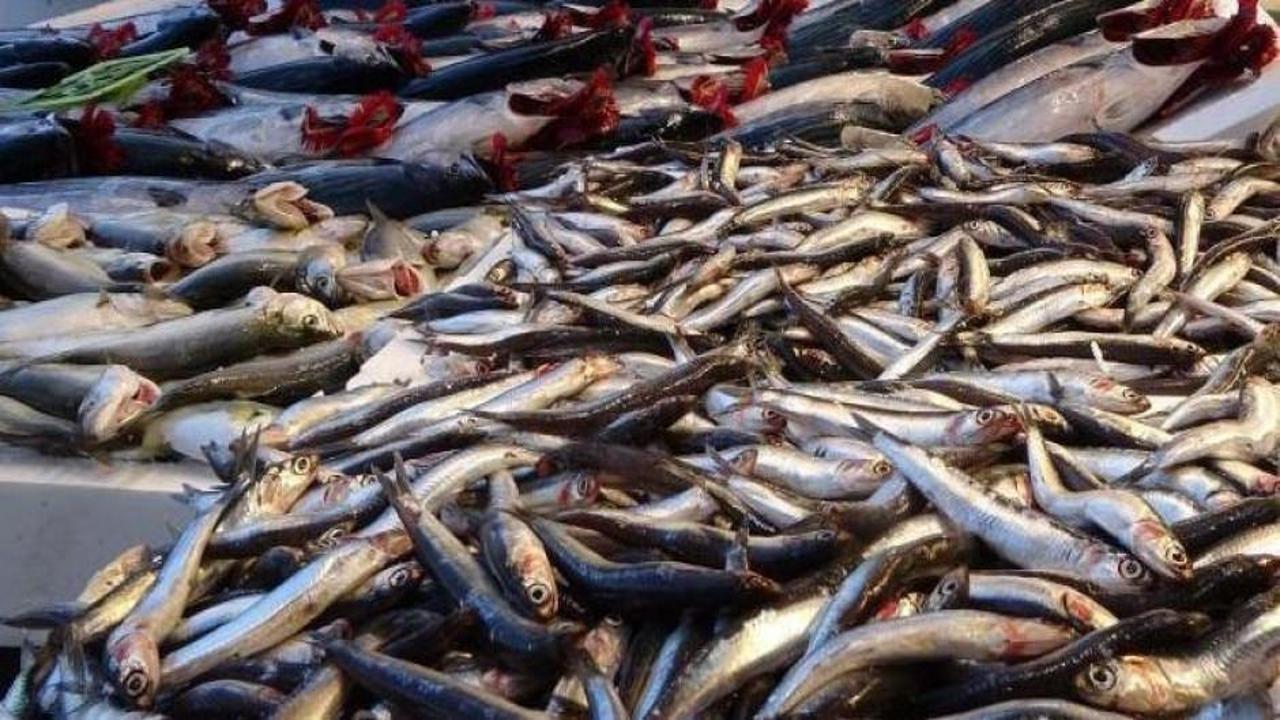 2 gün hamsi avlanmayacak