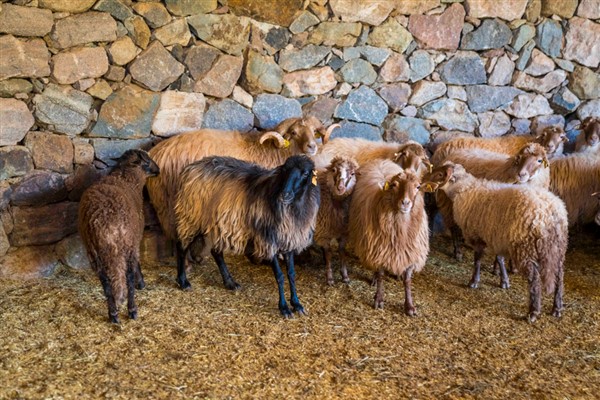 Kaçeli koyunlarının yeni evi Olivelo Yaşayan Parkı