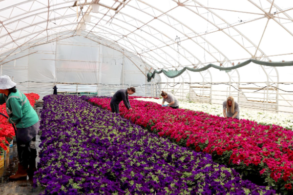 Eskişehir’de 2023 yılında 89 bin 114 adet çalı ve ağaç türlerinden üretim gerçekleştirildi