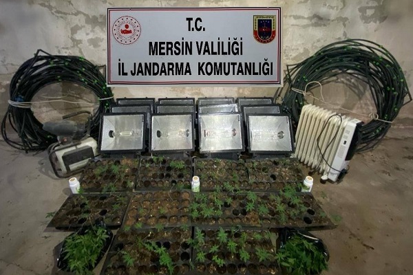 Mersin’de tavuk çiftliğinden Hint keneviri çıktı