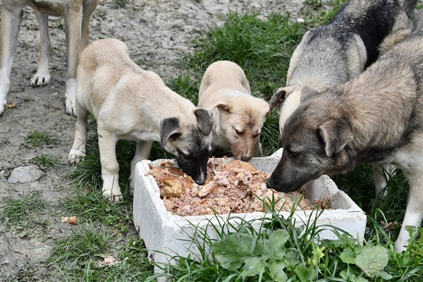 Beylikdüzü’nde sokak hayvanlarının tüm bakım, tedavi işlemleri yapılıyor