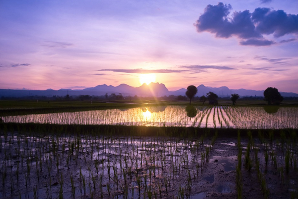 Endonezya Devlet Başkanı Widodo, Munjung Agung Bulog Deposu’nu ziyaret etti