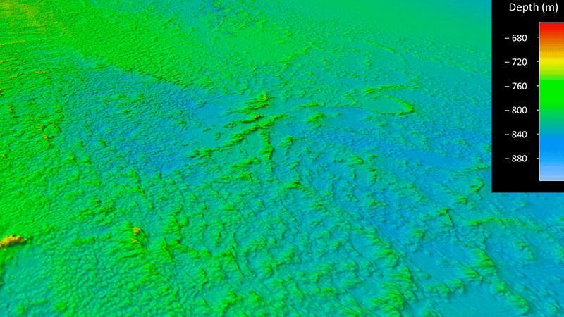 Dünyanın en geniş derin deniz mercan resifinin haritası çıkarıldı