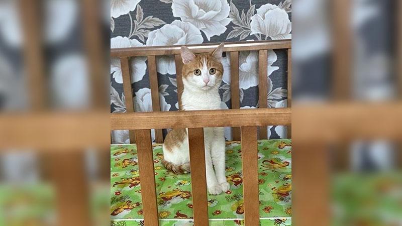 Rusya’da kondüktör, evcil kediyi ‘sokak kedisi’ sanarak trenden attı