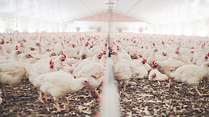 Rekabet Kurulu’ndan beyaz et şirketlerine soruşturma