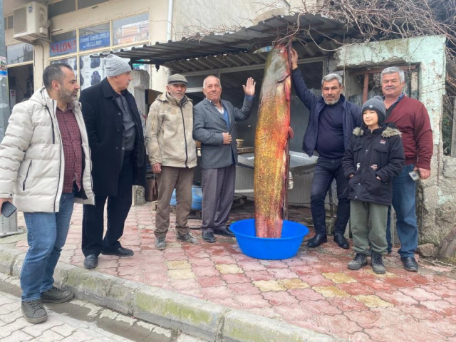 6 balıkçı 37 bin lira değerinde dev yayın balığı yakaladı: Kilosu 250 TL'den satılacak