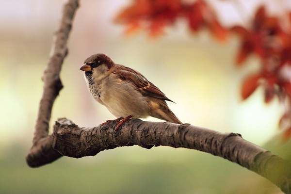 OGM, Dünya Kuş Günü’nü kutladı