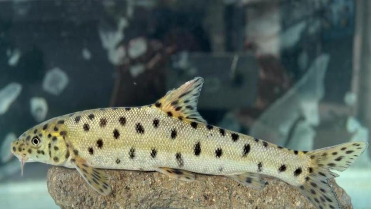Kırmızı listedeki “leopar sazanı” Dicle’de tespit edildi