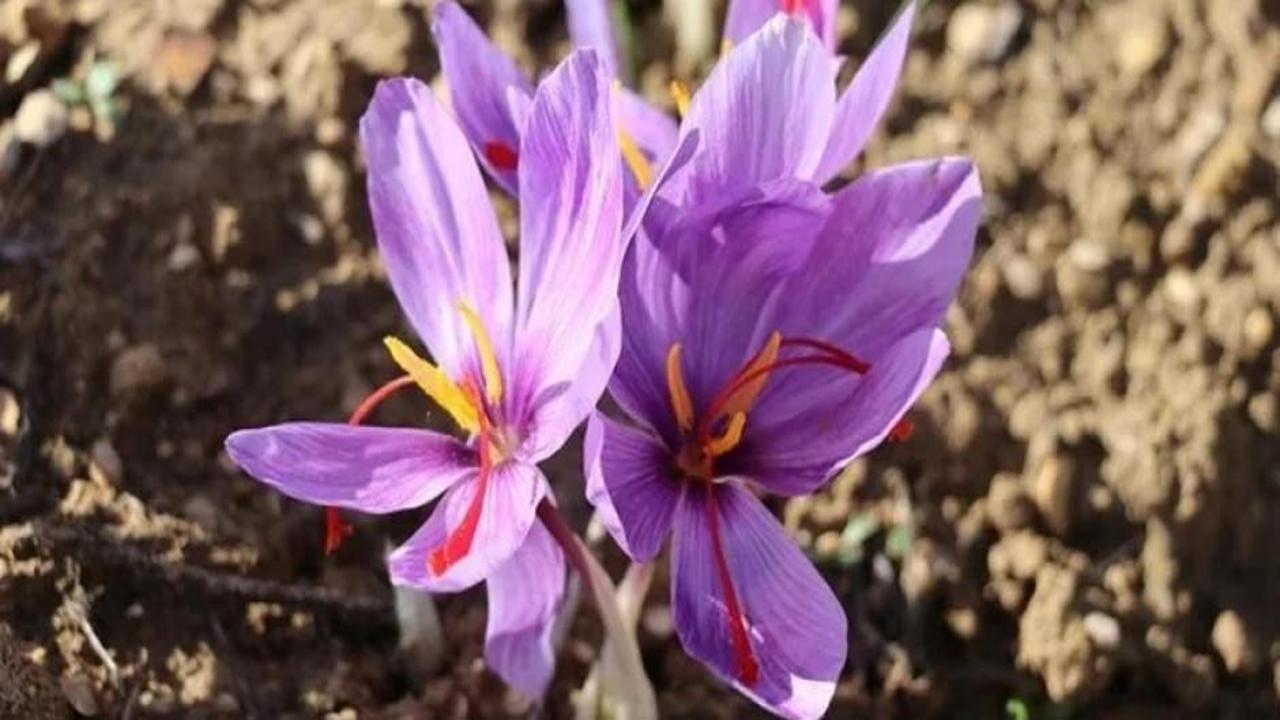 AB coğrafi işaret tescili aldı! Şimdi markalaşma yolunda