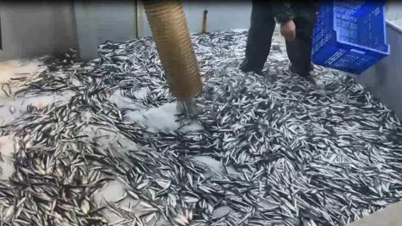 Gürcü karasularından giren hamsi balıkçıların yüzünü güldürdü