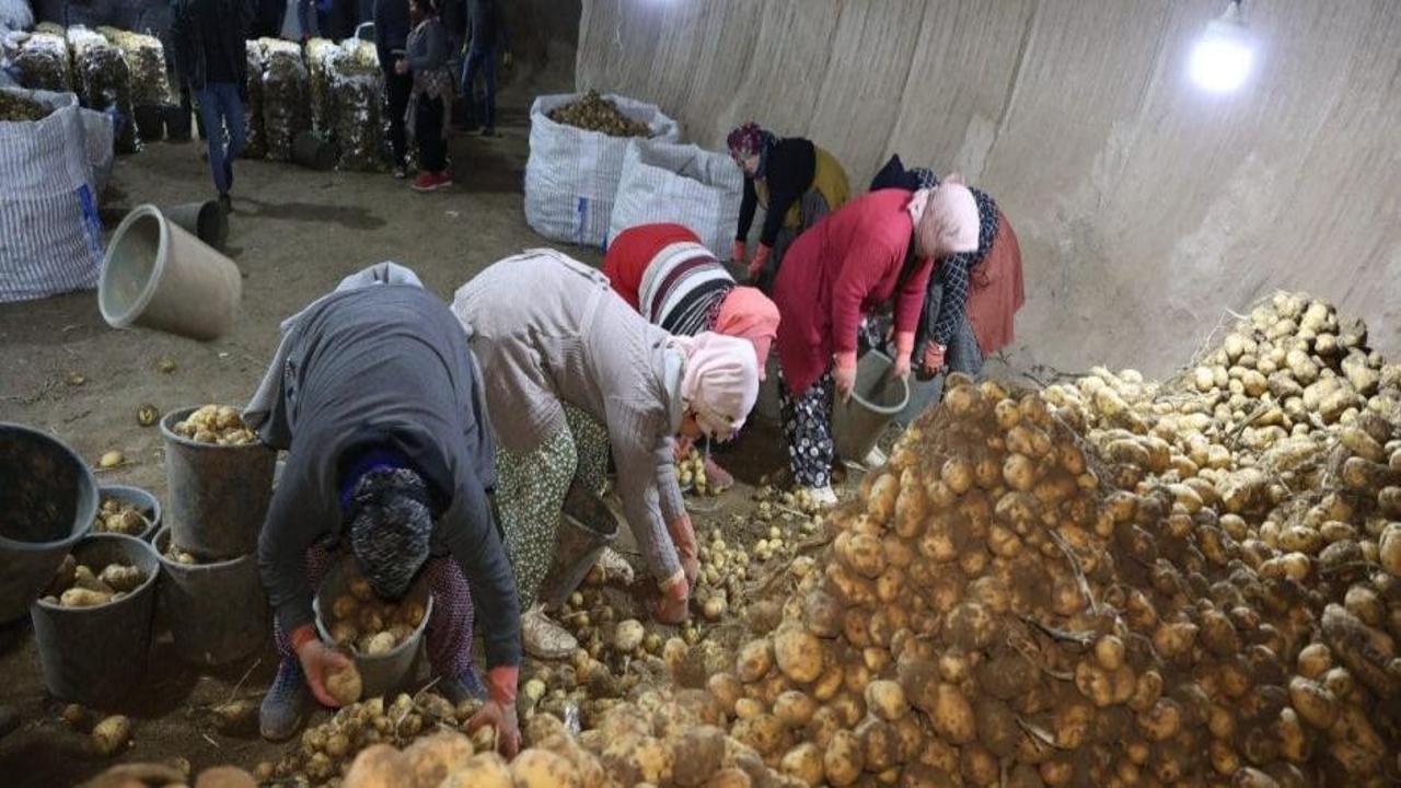 Kapadokya’daki doğal depolar, Türkiye’nin patateslerini koruyor