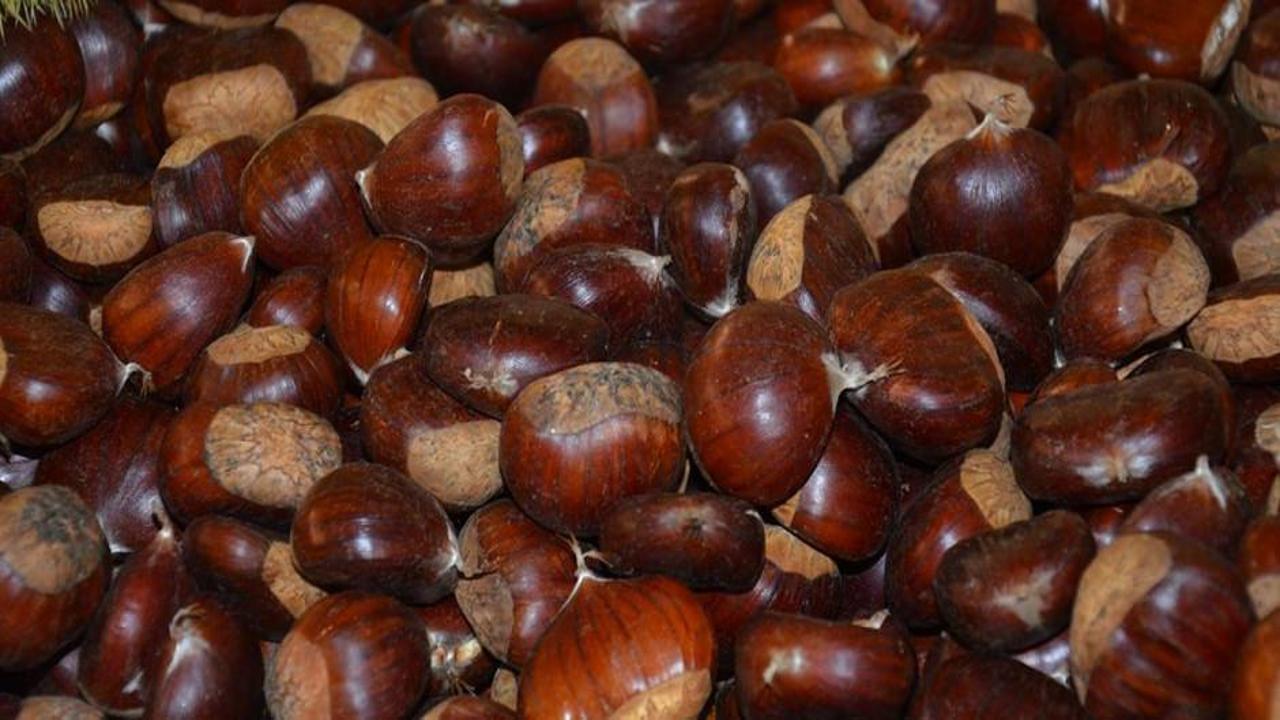 Kestane ithalatına yakın takip