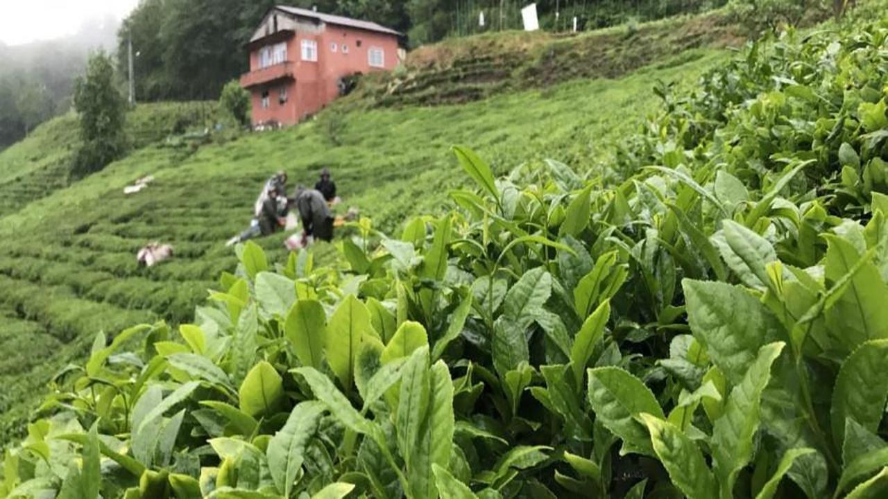 Rize çay ihracatından 10,2 milyon dolar kazandı