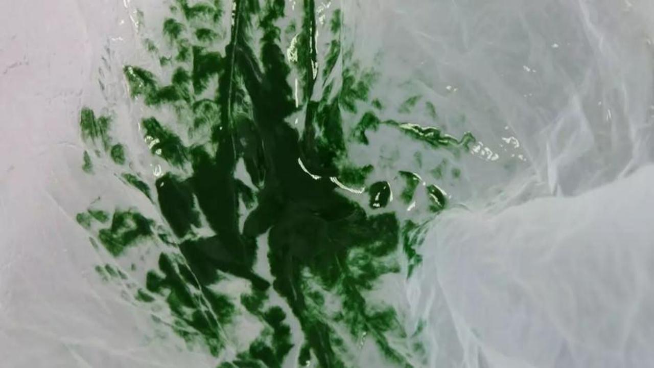 Türkler üretti: 100 gramı 1000 liradan satılıyor