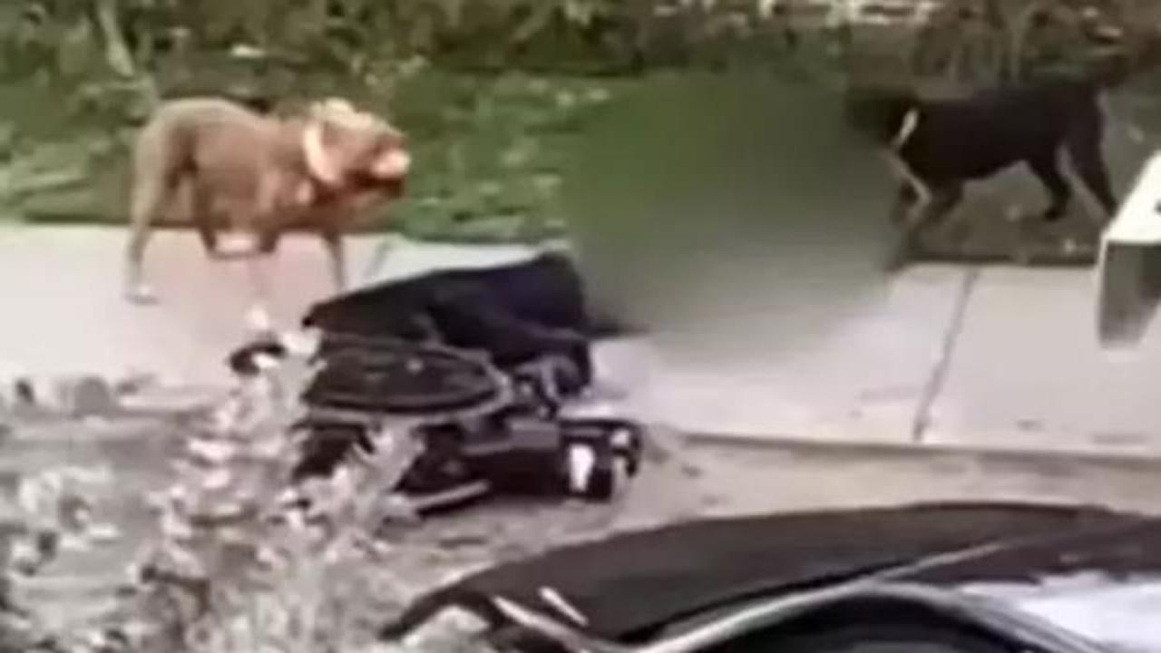 Yaşlı adam pitbull kurbanı oldu