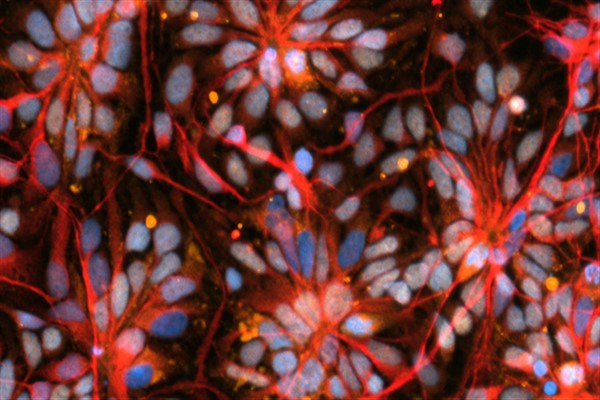 NASA Expedition 71 astronotları, Uzay İstasyonu’nda araştırmalar yapacak