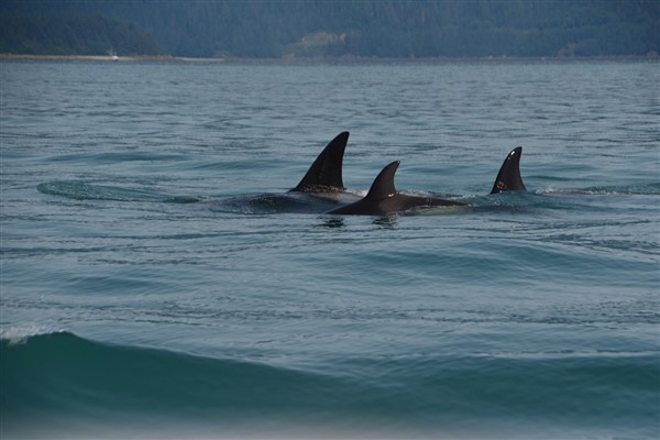 Nemuro Boğazı’nda 16 orkadan oluşan bir sürü mahsur kaldı
