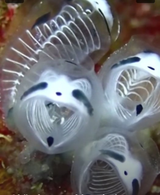 Denizlerin yeni bulunan canlı türü pandaya benziyor