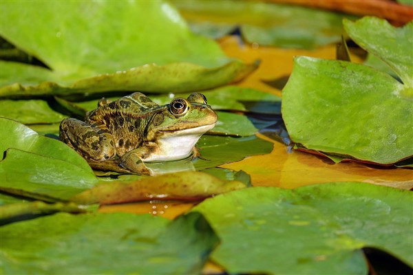 İngiltere’de kurbağaların güvenli geçişi için yolu altı hafta kapattılar