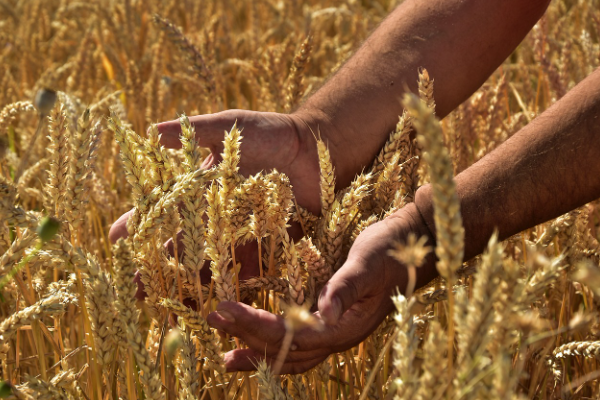 Yumaklı: “Afet bölgesindeki çiftçilerimize 14,1 milyar TL ödeme yatırıldı”