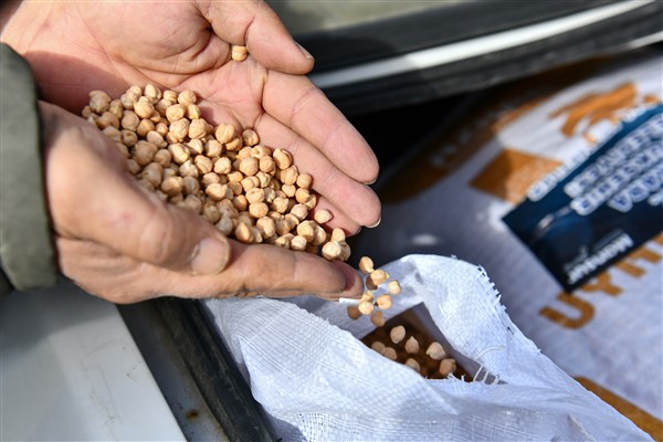 Başkent’te nohut tohumu desteği için başvurular başladı