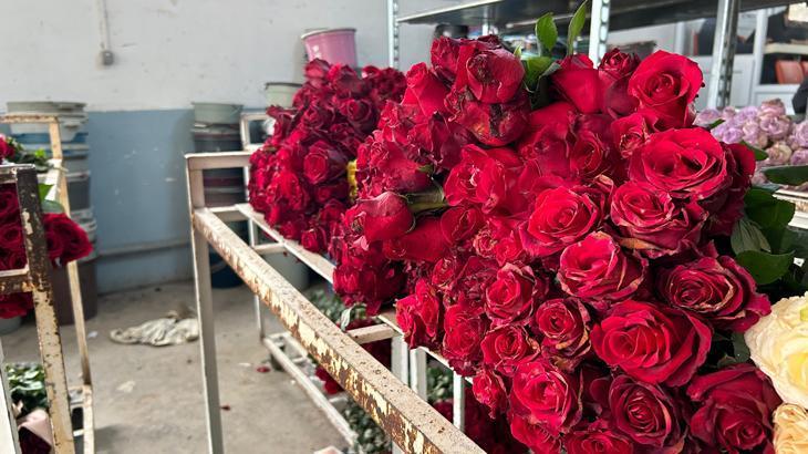 14 Şubat öncesi hasat yoğunluğu