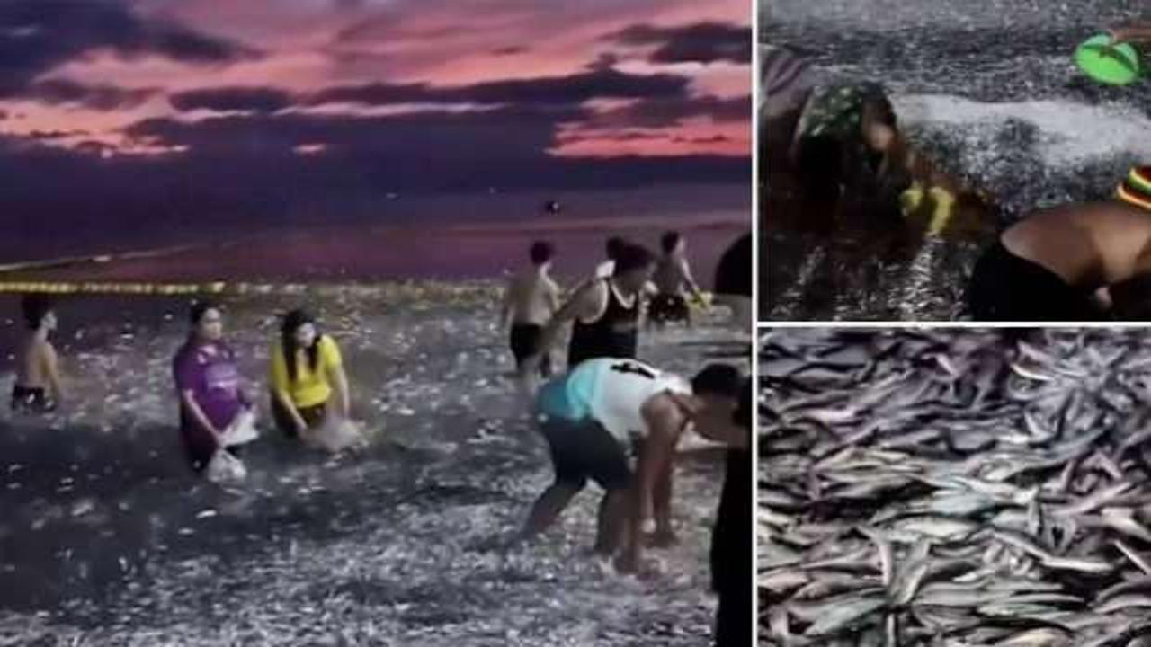 Depremin habercisi mi? On binlerce balık kıyıya vurdu