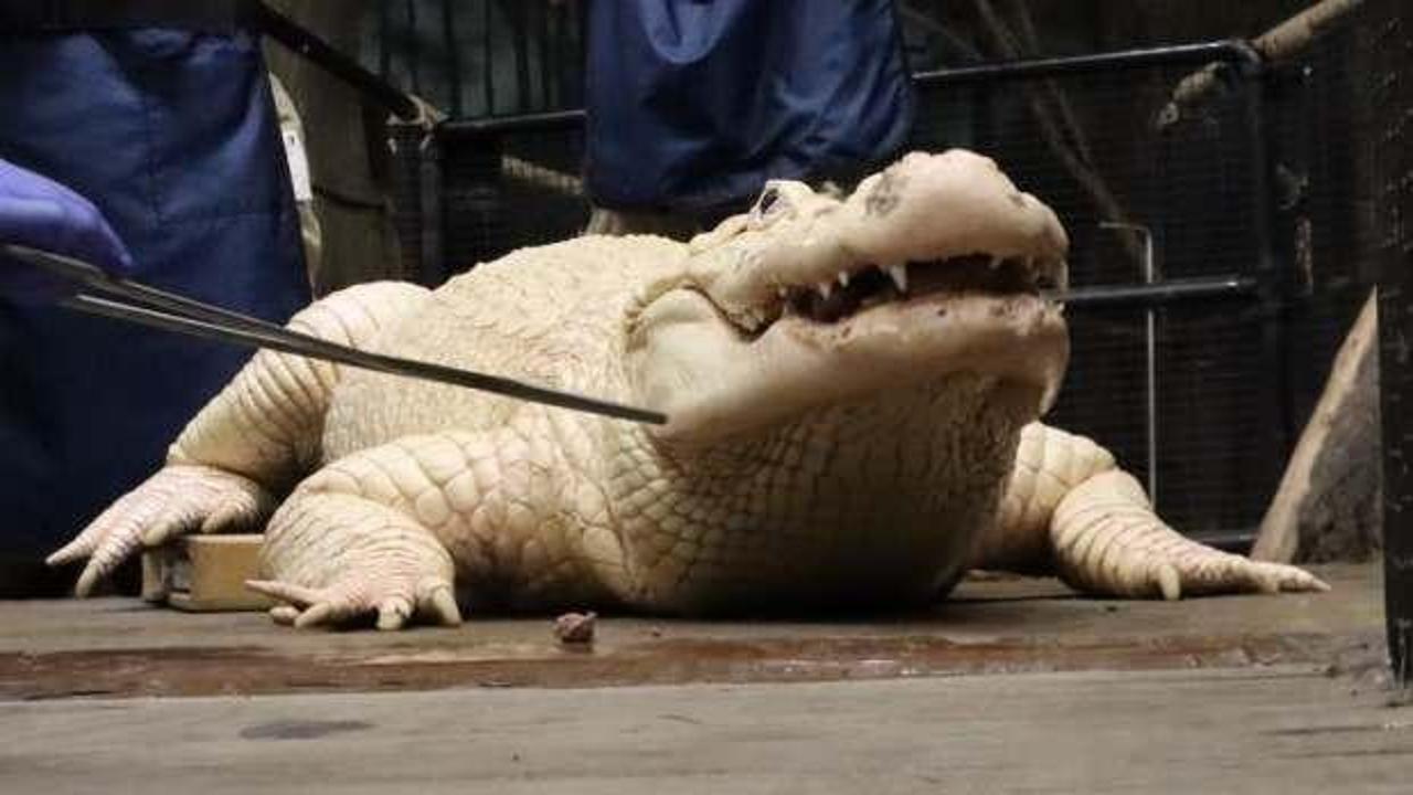 Beyaz timsahın midesinden çıkanlar şoke etti