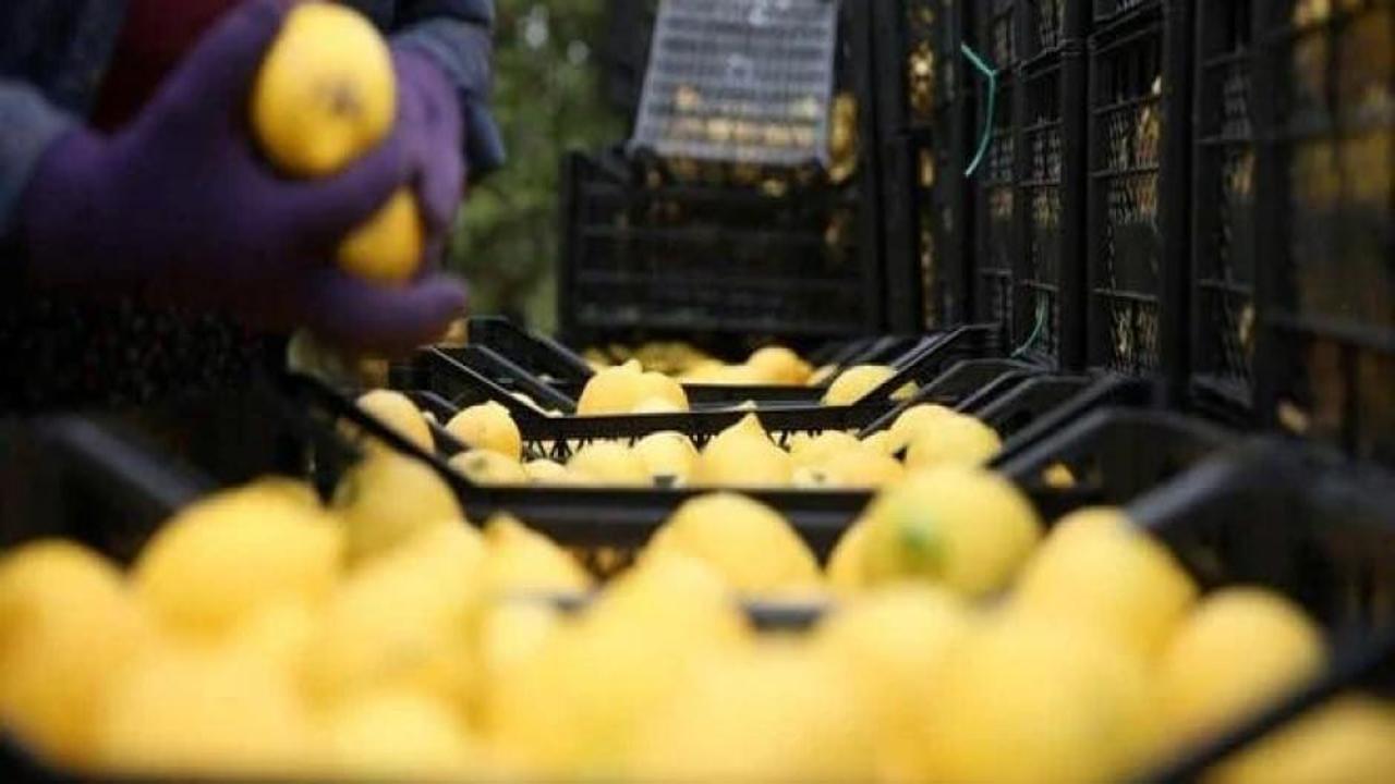 Depremzede limon üreticilerine destek