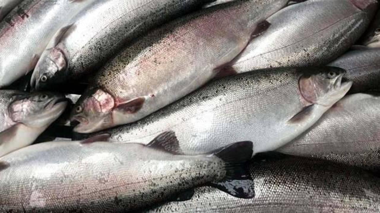 Doğu Karadeniz’in Türk somonu ihracatı yüzde 59 arttı