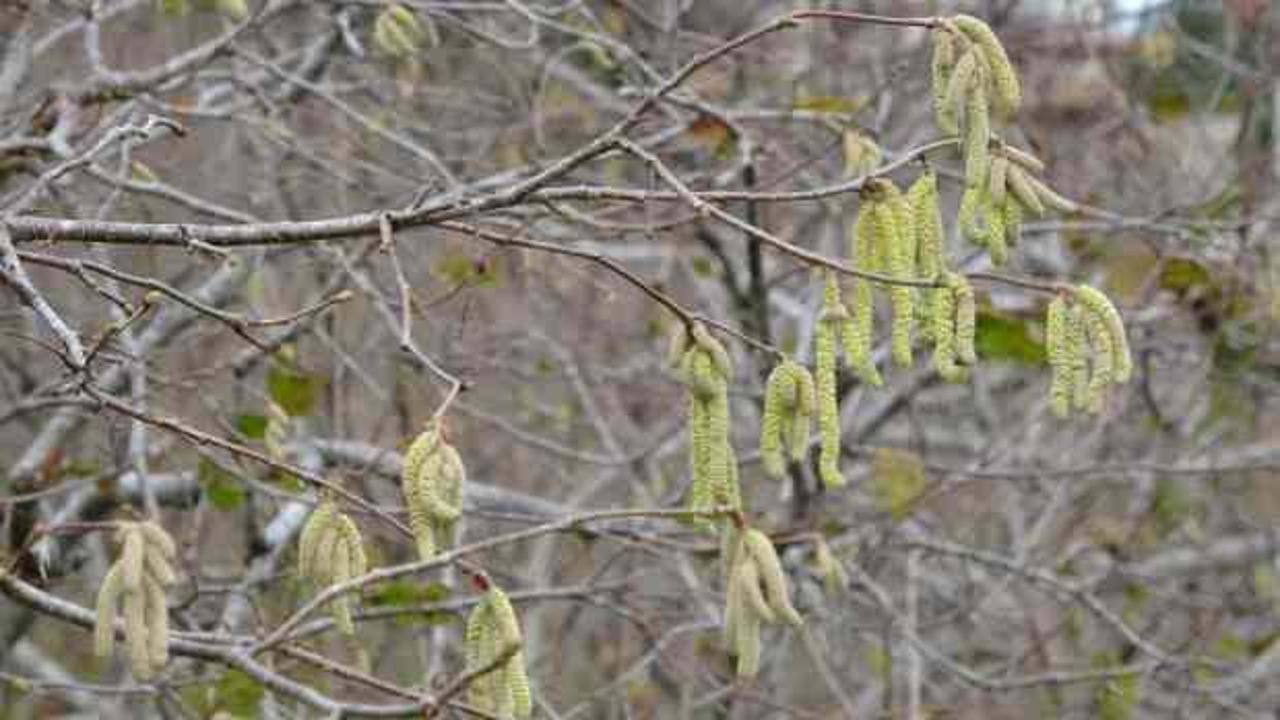 Fındıkta ‘sıcak hava’ tehlikesi!