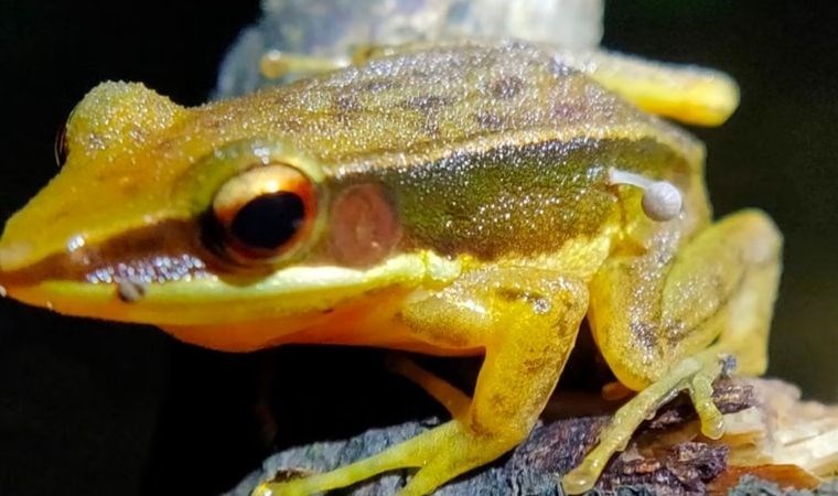 Belgelenmemişti; kurbağanın bacağında filizlenen mantar keşfedildi