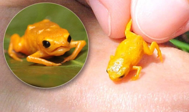 Dünyanın en küçük omurgalısı: Bezelye tanesinden bile küçük!