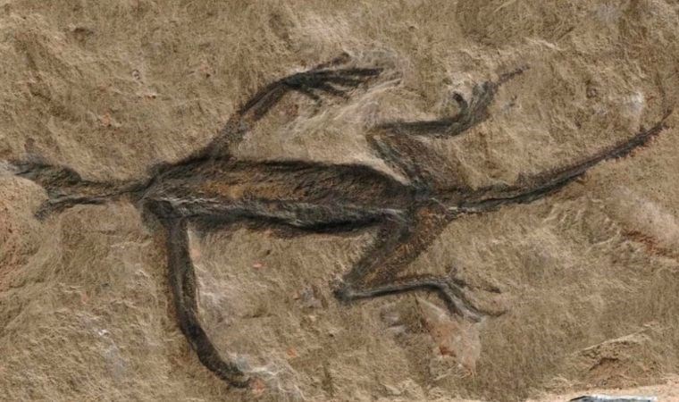 100 yıl önce keşfedilen fosilde yapılan sahtecilik ortaya çıktı