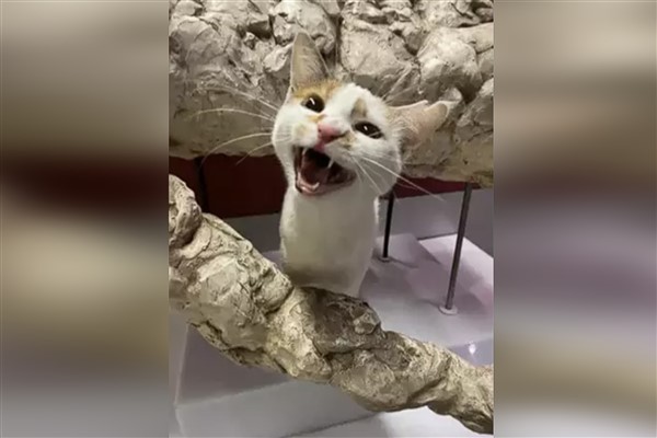 “Kedi tırmalaması görme kaybına yol açabilir”