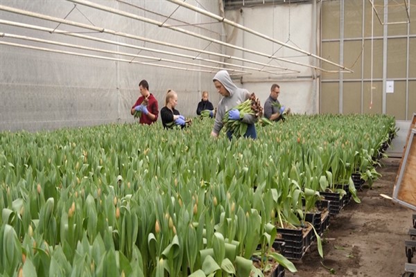İngiltere, AB’den gelen gıda ürünleri ve bitkiler üzerinde kontrol sağlayacak
