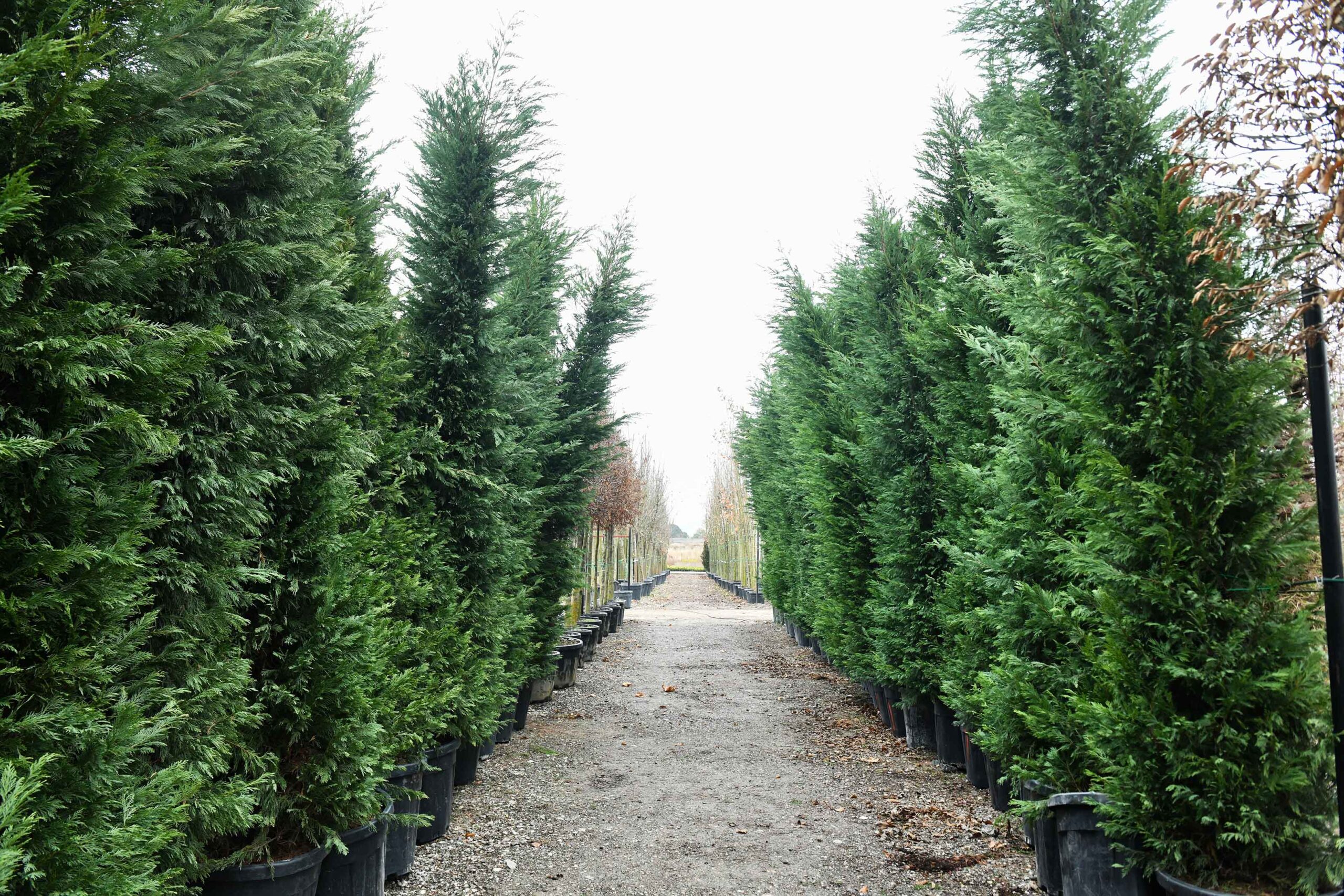 BAKAP Tarım Kampüsü ve Rekreasyon Alanı’nda yeni bir fidanlık açıldı