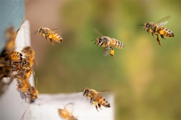Ankara Büyükşehir Belediyesi, arıcılara Fondan Arı Yemi Desteği verecek