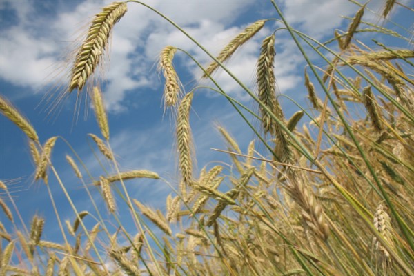 Çiftçi Finansmanında İnovasyon: “İlk TÜRİB ekmeklik buğday endeksli sukuk ihracı”