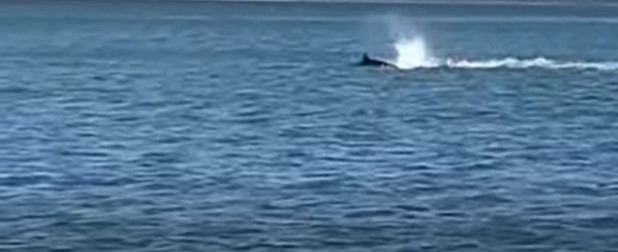 Katil balina Güney Afrika kıyılarında büyük beyaz köpekbalığını öldürürken görüntülendi