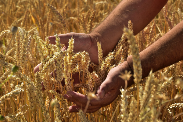 Tarımsal destekleme ödemesi bugün hesaplara yatacak