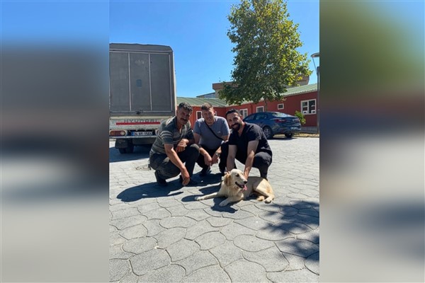 Bakırköy Belediyesi, 2 sokak hayvanını sahiplendirdi