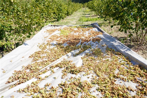 Bayırköy’de fındık hasatı başladı