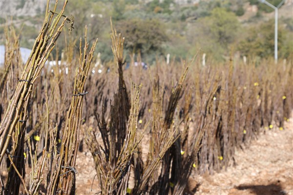 Muğla’da ücretsiz fidan dağıtımı başlıyor