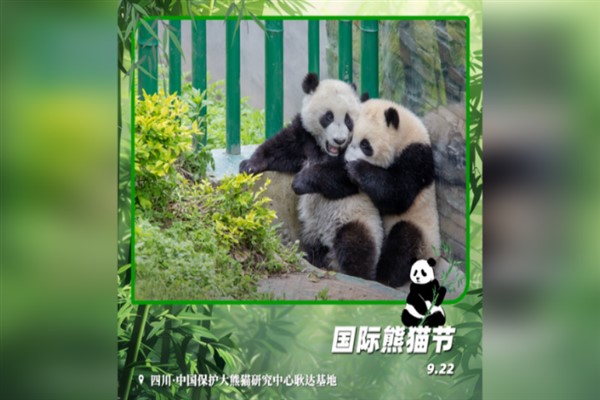 Yaban hayattaki dev panda sayısı bin 900’e yaklaştı