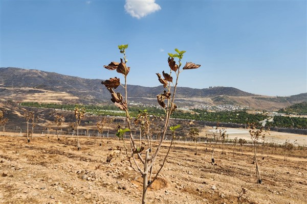 İzmir’de ağaçlarda yapraklar yeniden yeşermeye başladı