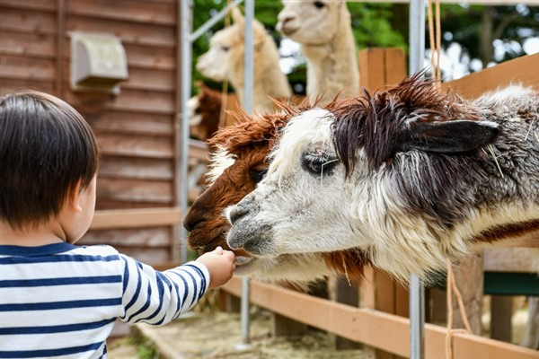Büyükşehirden Hayvanları Koruma Günü’nde “hayvanat bahçesi” ücretsiz