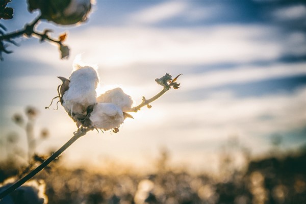 Çukobirlik, pamuk alım fiyatlarını 26 TL’ye yükseltti
